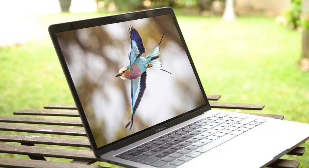 Online Birding Enthusiast Course