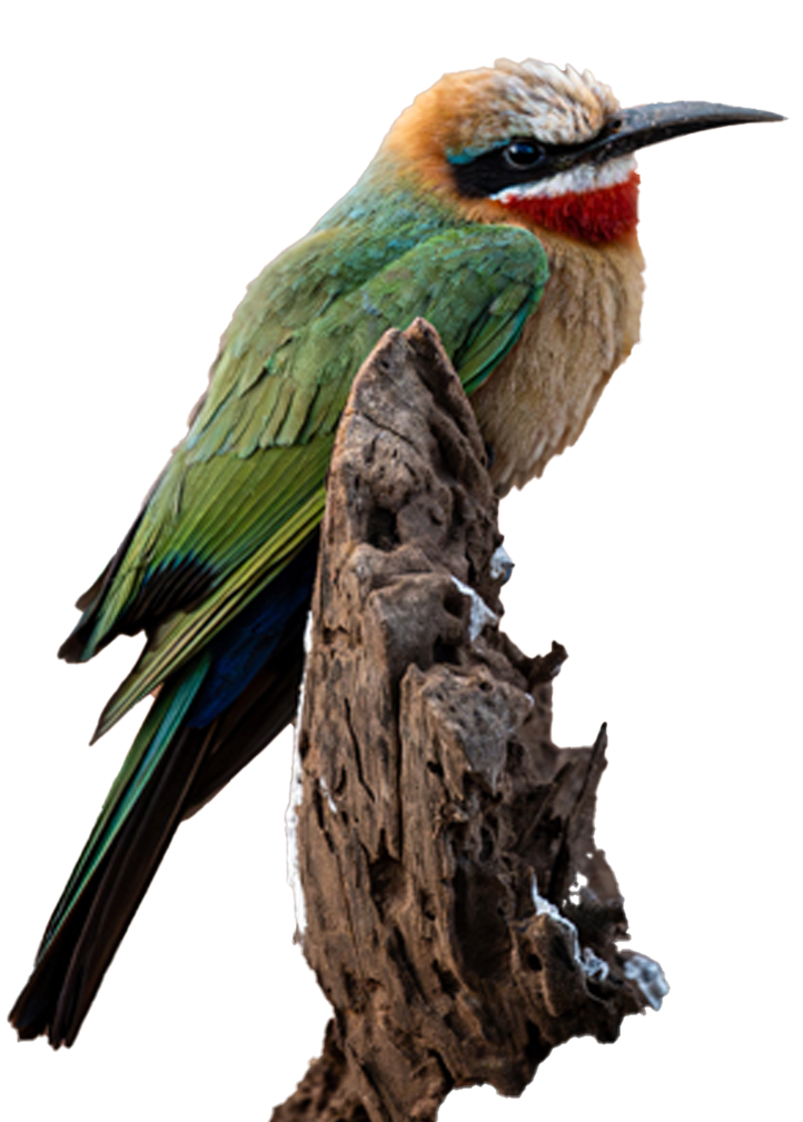 Online Birding Enthusiast Course - Image 2