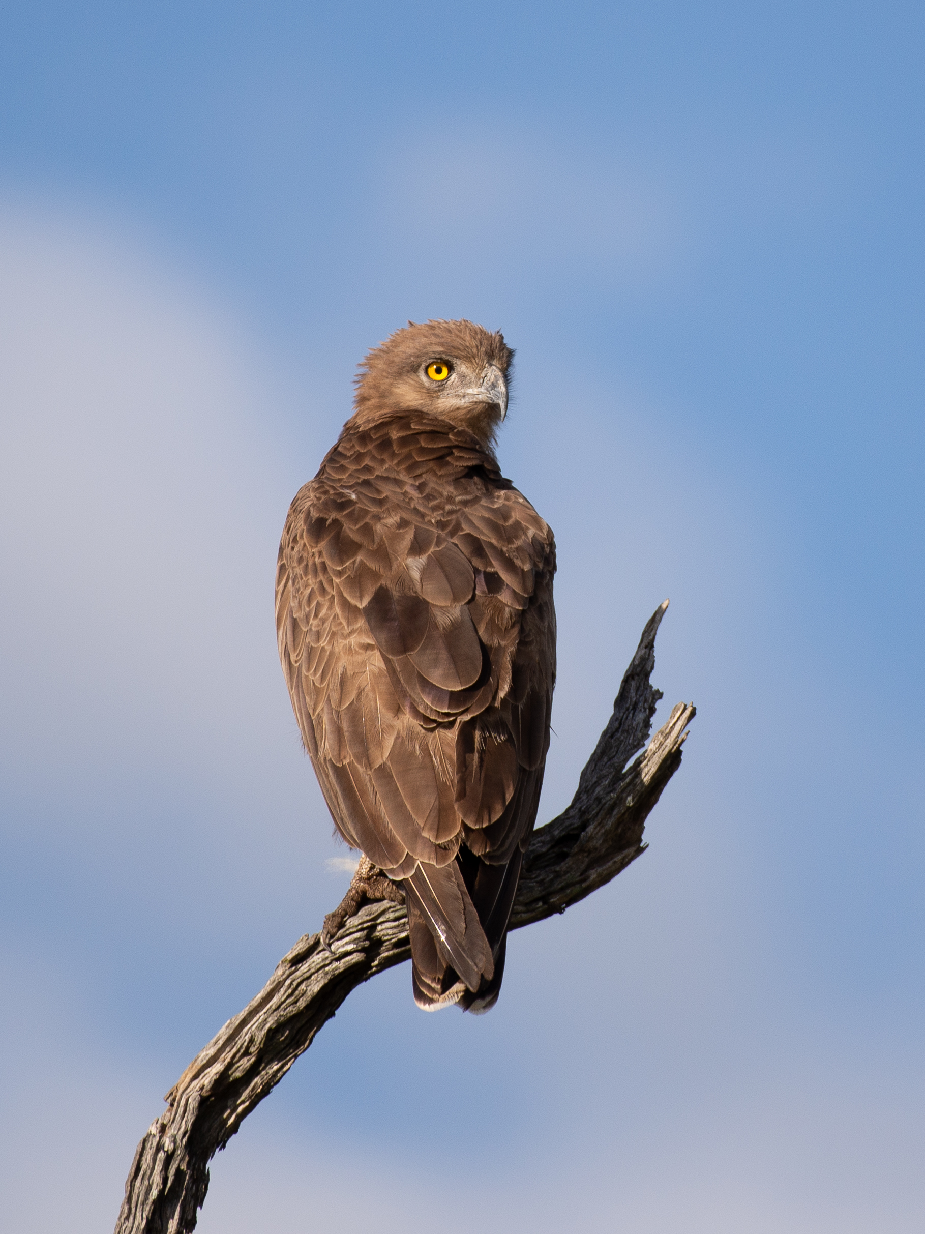 Eyes Above the Bush. Raptors of South Africa with Martin Taylor - Image 2
