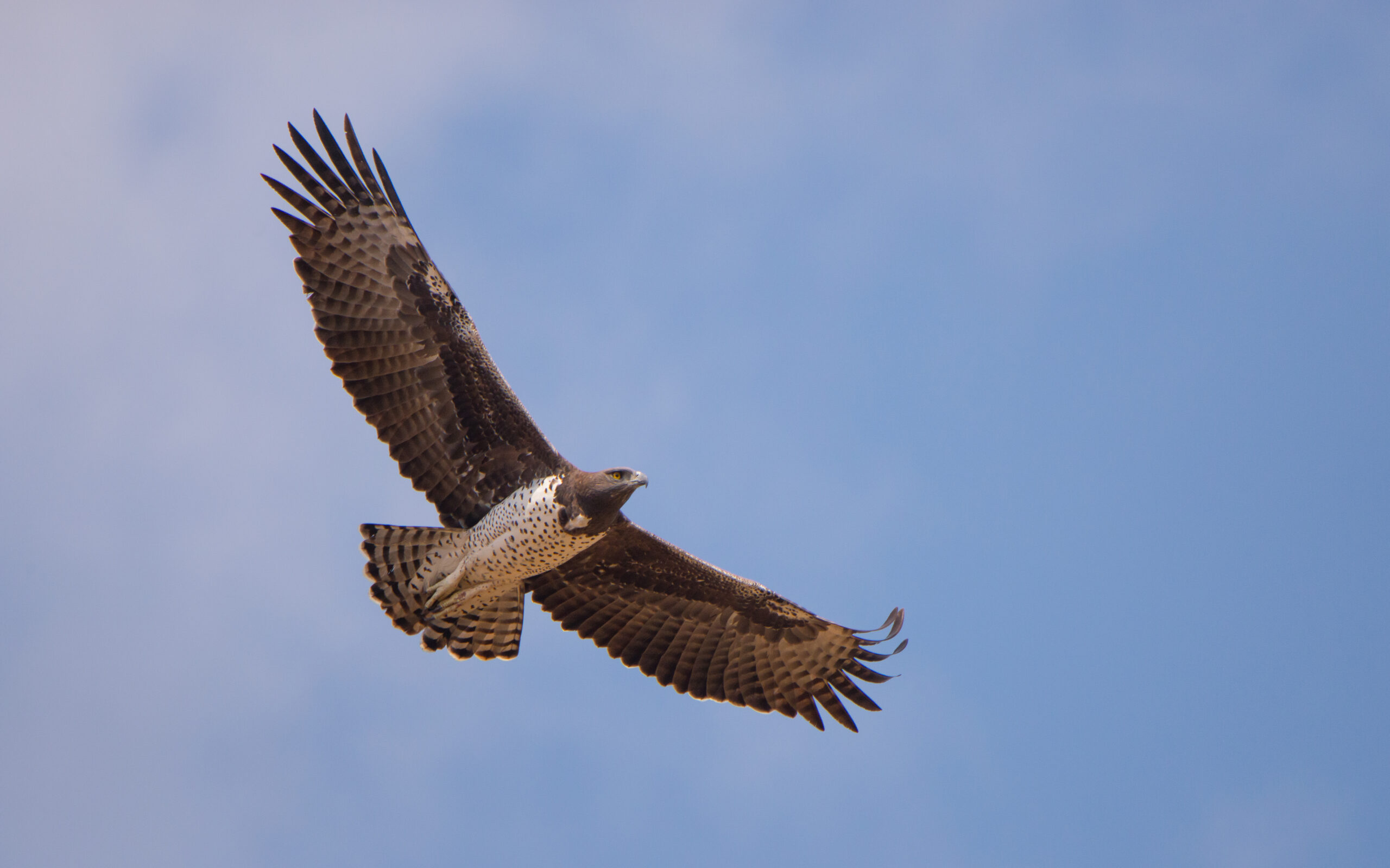 Eyes Above the Bush. Raptors of South Africa with Martin Taylor - Image 5