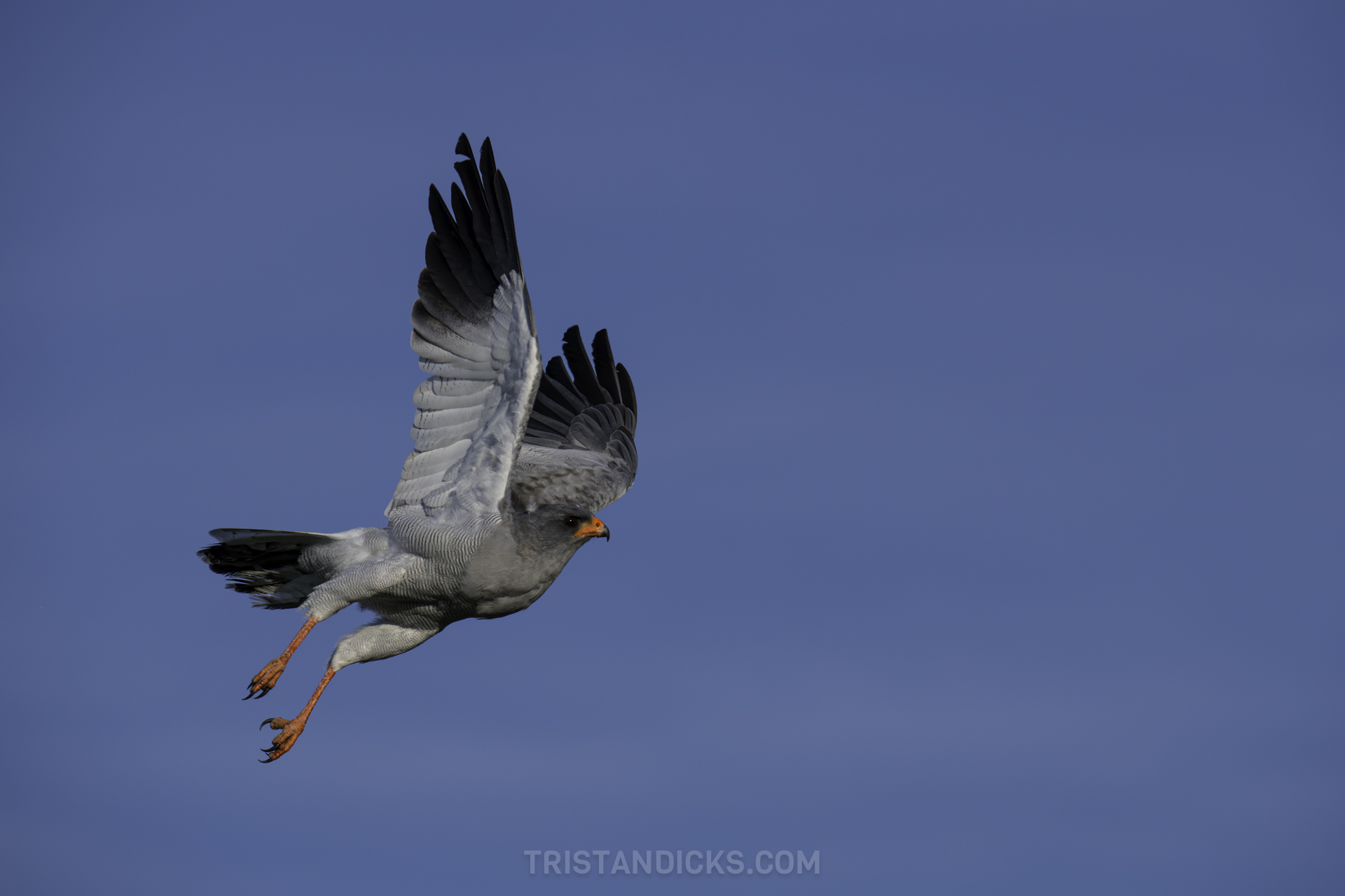 Eyes Above the Bush, Raptors of South Africa with Martin Taylor