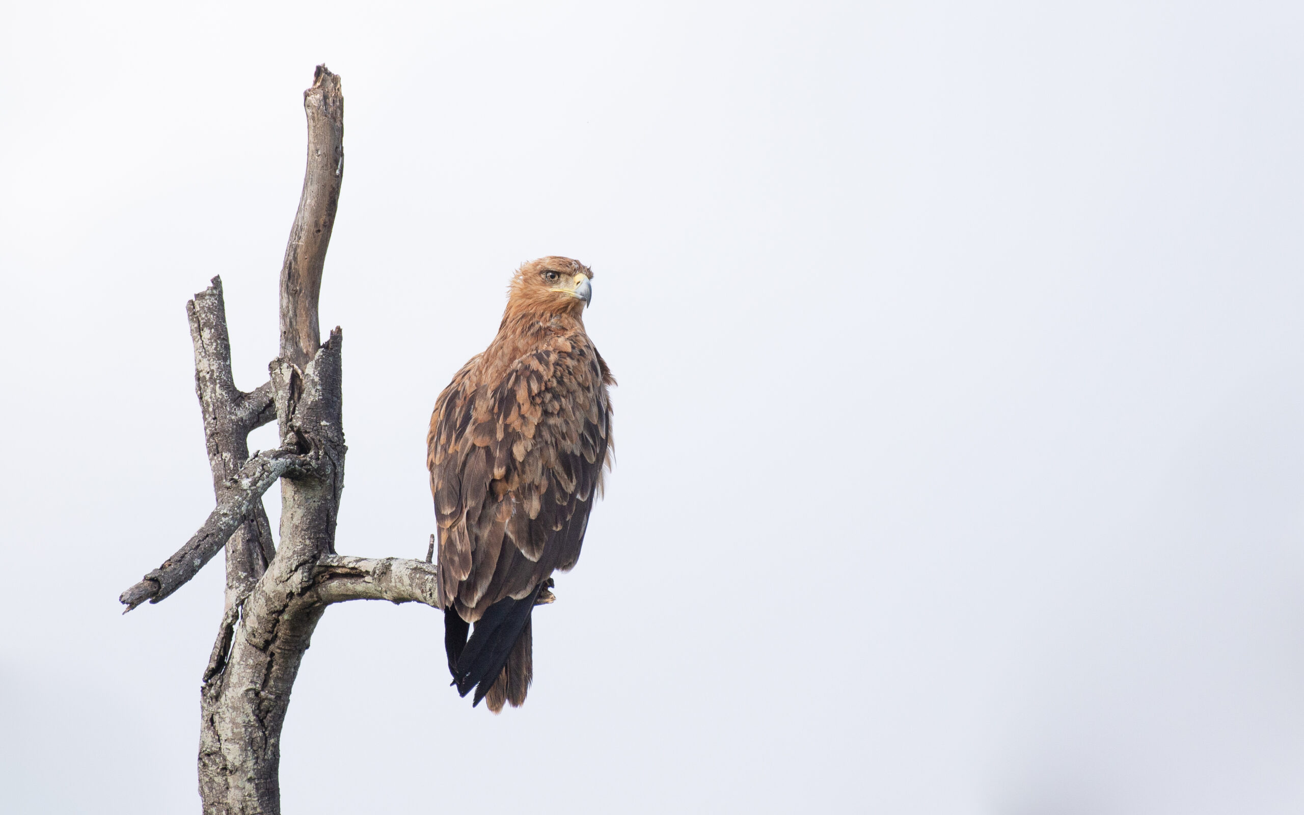 Eyes Above the Bush. Raptors of South Africa with Martin Taylor - Image 4
