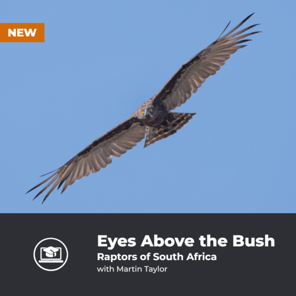 Eyes Above the Bush. Raptors of South Africa with Martin Taylor
