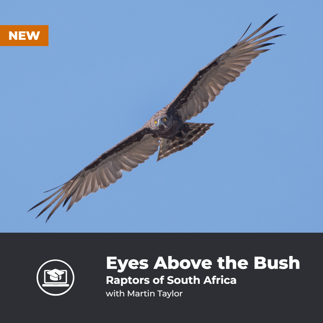 Eyes Above the Bush. Raptors of South Africa with Martin Taylor