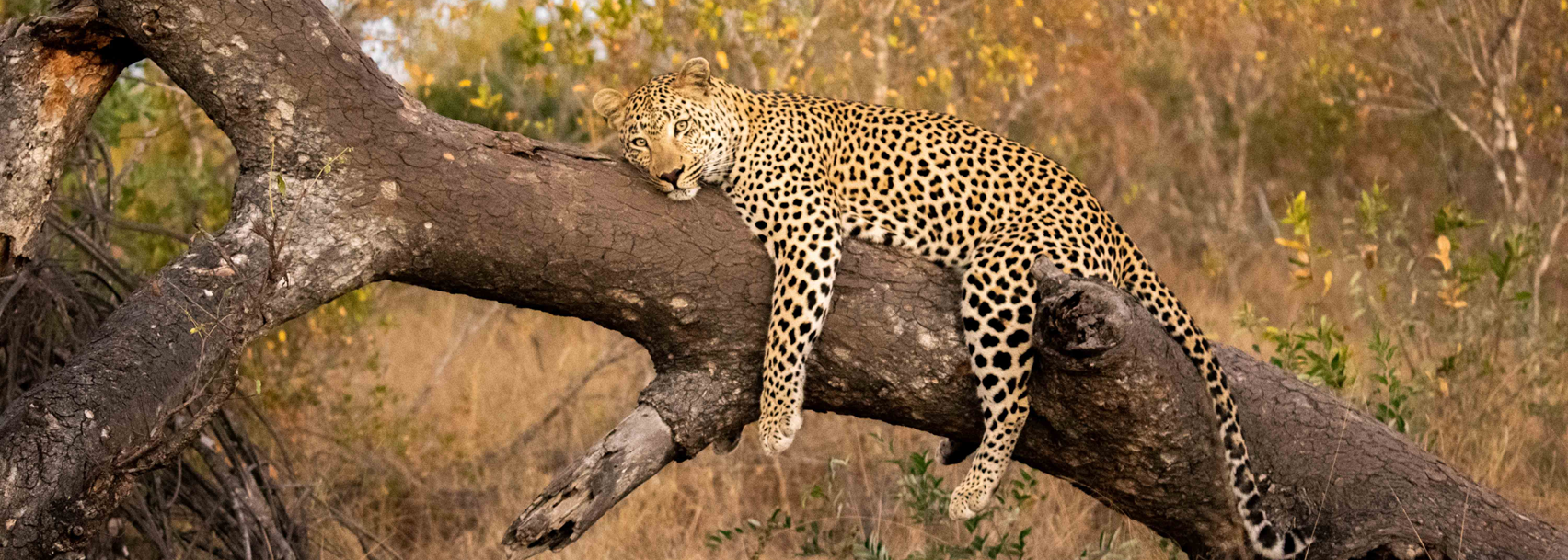 Leopard draped over a fallen branch in golden light