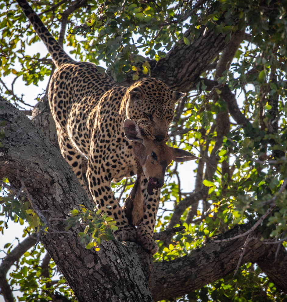 Leopard hoisting a duiker kill into a tree